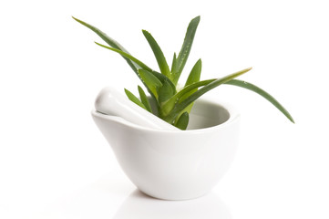 Aloe vera - herbal medicine