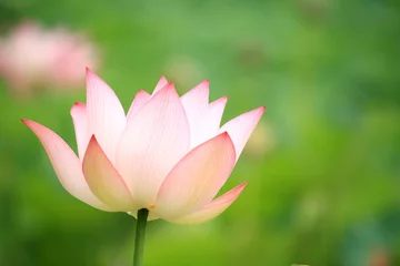 Gartenposter Lotus Blume Hassblume