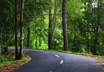 Fototapeta premium Asphalt road in green forest