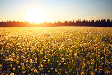 Obraz premium Meadow with blooming dandelions on sunset sky background