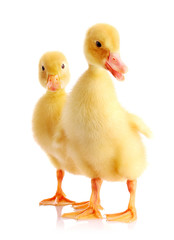 two yellow ducks isolated on white