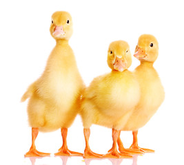 three ducklings isolated on white