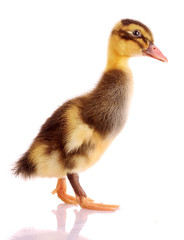 little  duckling isolated on white
