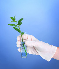 test tube with plants and hand on blue background