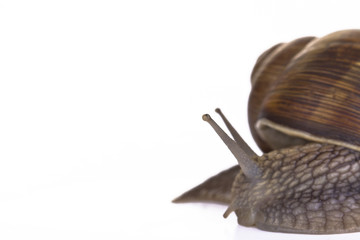 Weinbergschnecke #7
