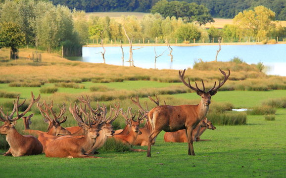 Troupeau de cerfs paisible sur d&eacute;cor de nature