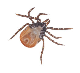 Tick isolated on white background, extreme close up