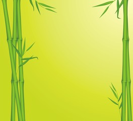 Fototapeta na wymiar Green bamboo. Background for card