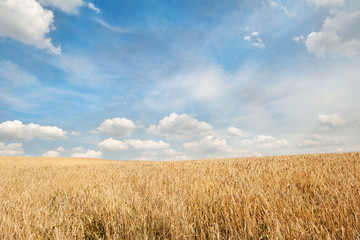 Wheat field under blue sky