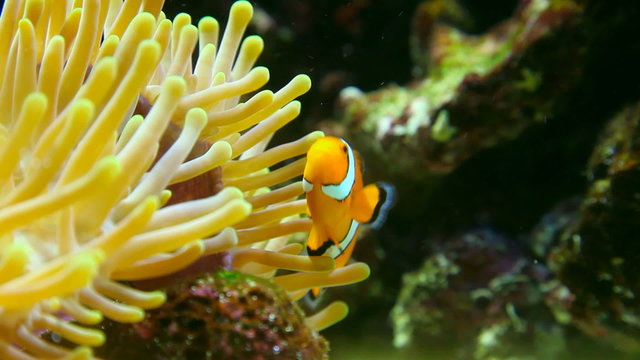 Topical fish clownfish (Amphiprion Ocellaris)