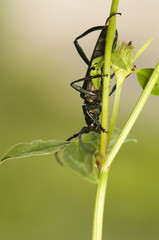 Aromia moschata