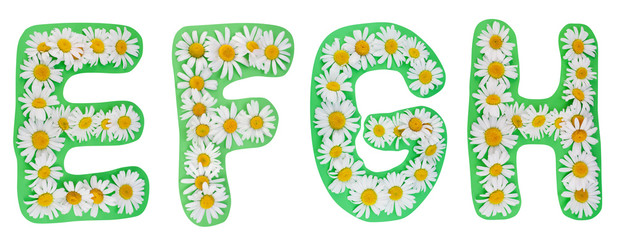 Alphabet from wild camomiles © Aleksandr Volkov