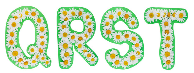 Alphabet from wild camomiles
