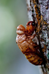 insect slough off on the tree