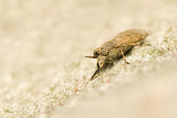 Haematopota pluvialis