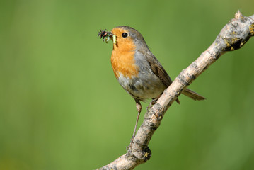 Petirrojo con comida