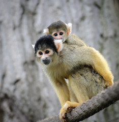 Squirrel monkey with its cute little baby