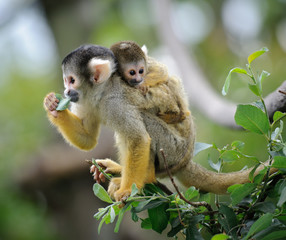 Black-capped squirrel monkey sitting on tree branch with its cute little baby with forest in background