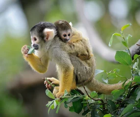 Wall murals Monkey Black-capped squirrel monkey sitting on tree branch with its cute little baby with forest in background