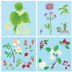 Set of  officinal plants- linden,valerian,dog rose, hawthorn
