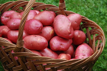 Kartoffelernte Erntehelfer Kartoffelsorte