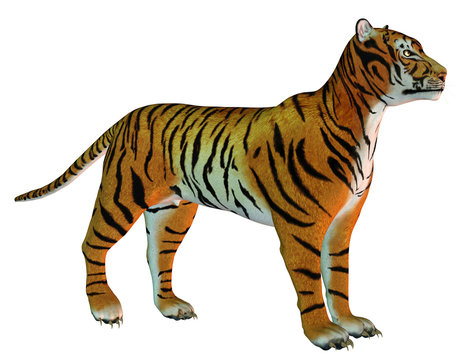 aufmerksamer stehender Tiger