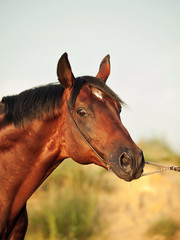 portrait of wonderful stallion