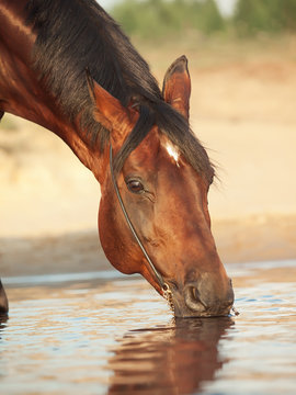 portrait of drinking bay horse
