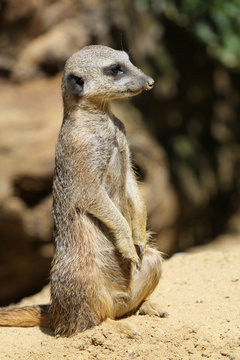 Erdmaennchen