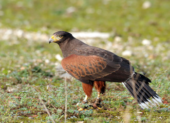 Parabuteo unicinctus (Buse de Harris -Harris's Hawk)