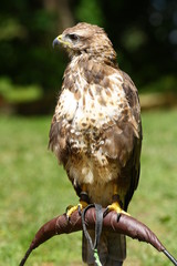 Falcon