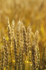 Fototapeta premium 色づく小麦畑