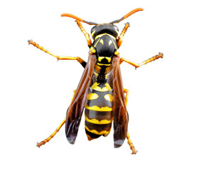 Live wasp isolated