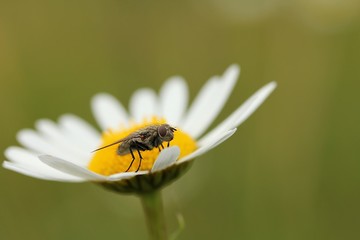 fly on a marguerite