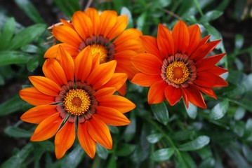 redgazania