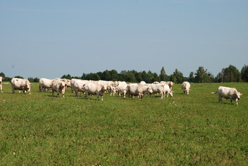 White cows on the field