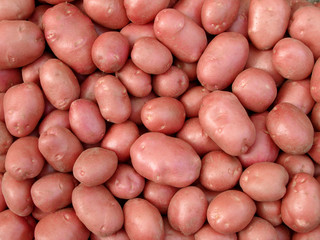 harvested pink potato tubers