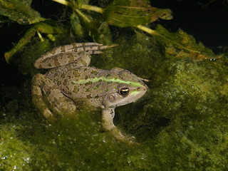 Marsh Frog, Rana ridibunda