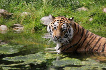 Fototapeta na wymiar Tiger kąpieli