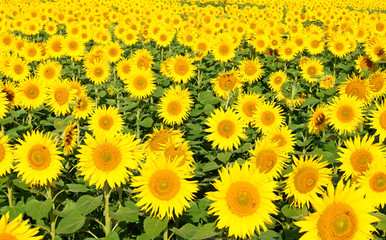 Obraz premium Sonnenblume