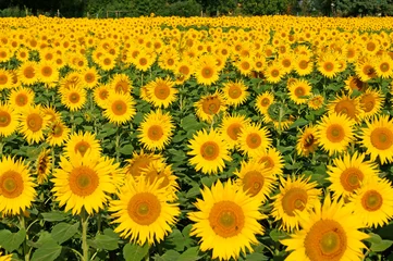 Tuinposter Zonnebloem Sonnenblume