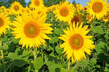 Obraz premium Sonnenblume