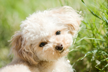 トイプードル　mimi