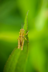 Grasshopper