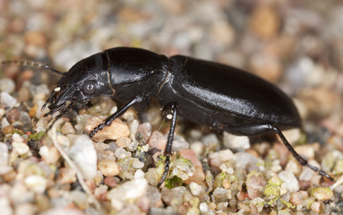 broscus cephalotes
