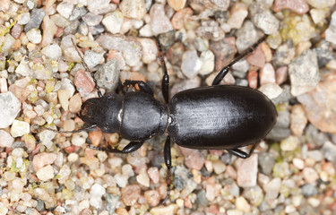 broscus cephalotes