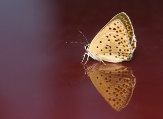 Lycaena tityrus