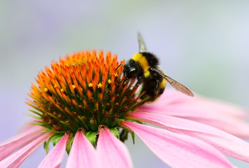Bombus on a flower.