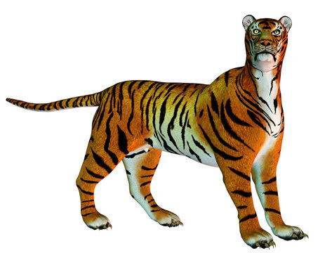 Raubkatze Tiger stehend