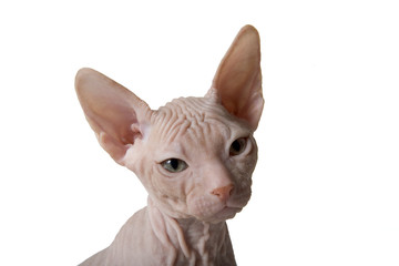 Don Sphynx Kitten 18049